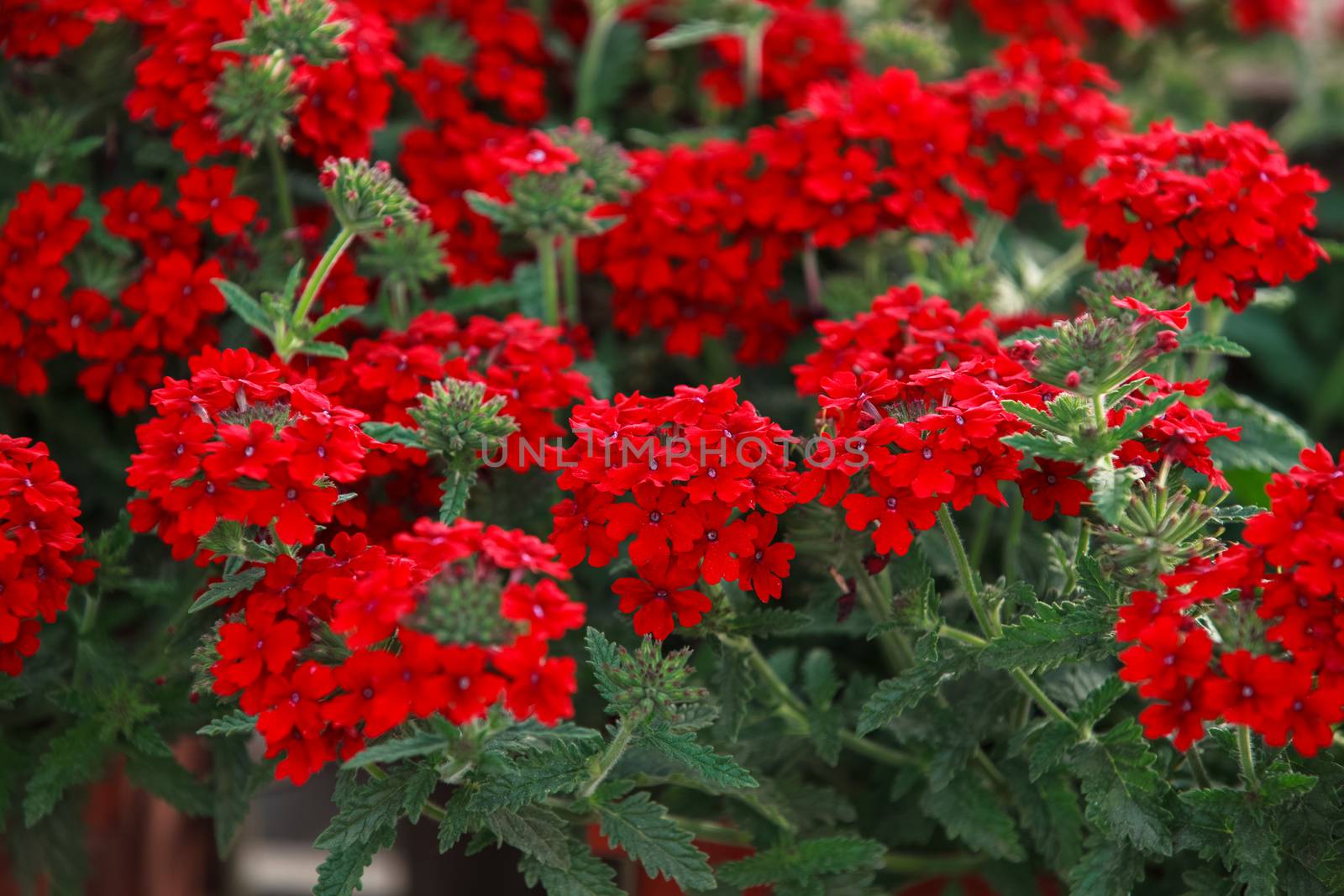 Red geranium flowers by Slast20