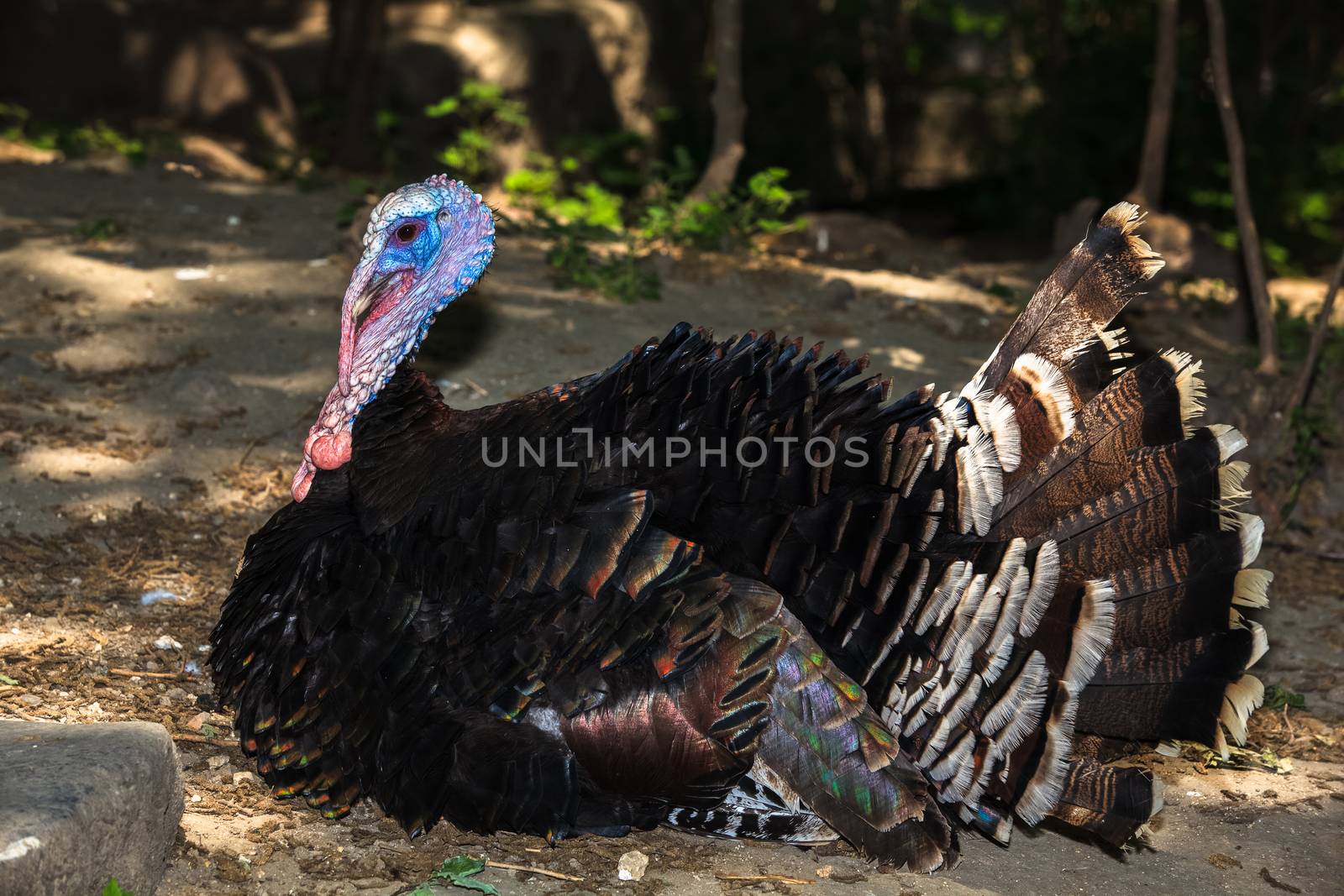 Male turkey in natural surroundings. by Slast20