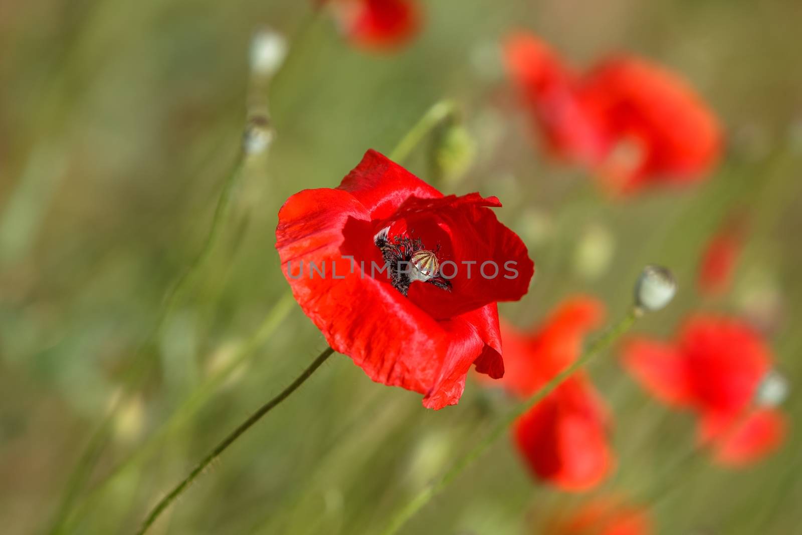 Red poppy flower on background of green field with poppies and grass