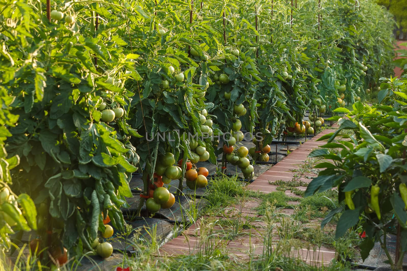 Tomatoes ripening in a garden by Slast20