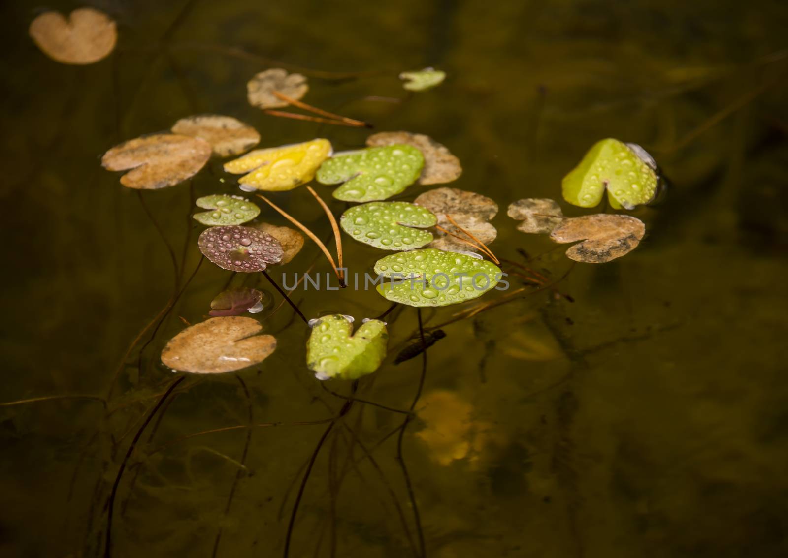 The plant named Pondweed in a garden pond in autumn.  The leaves ooks like small water lilies leaves.