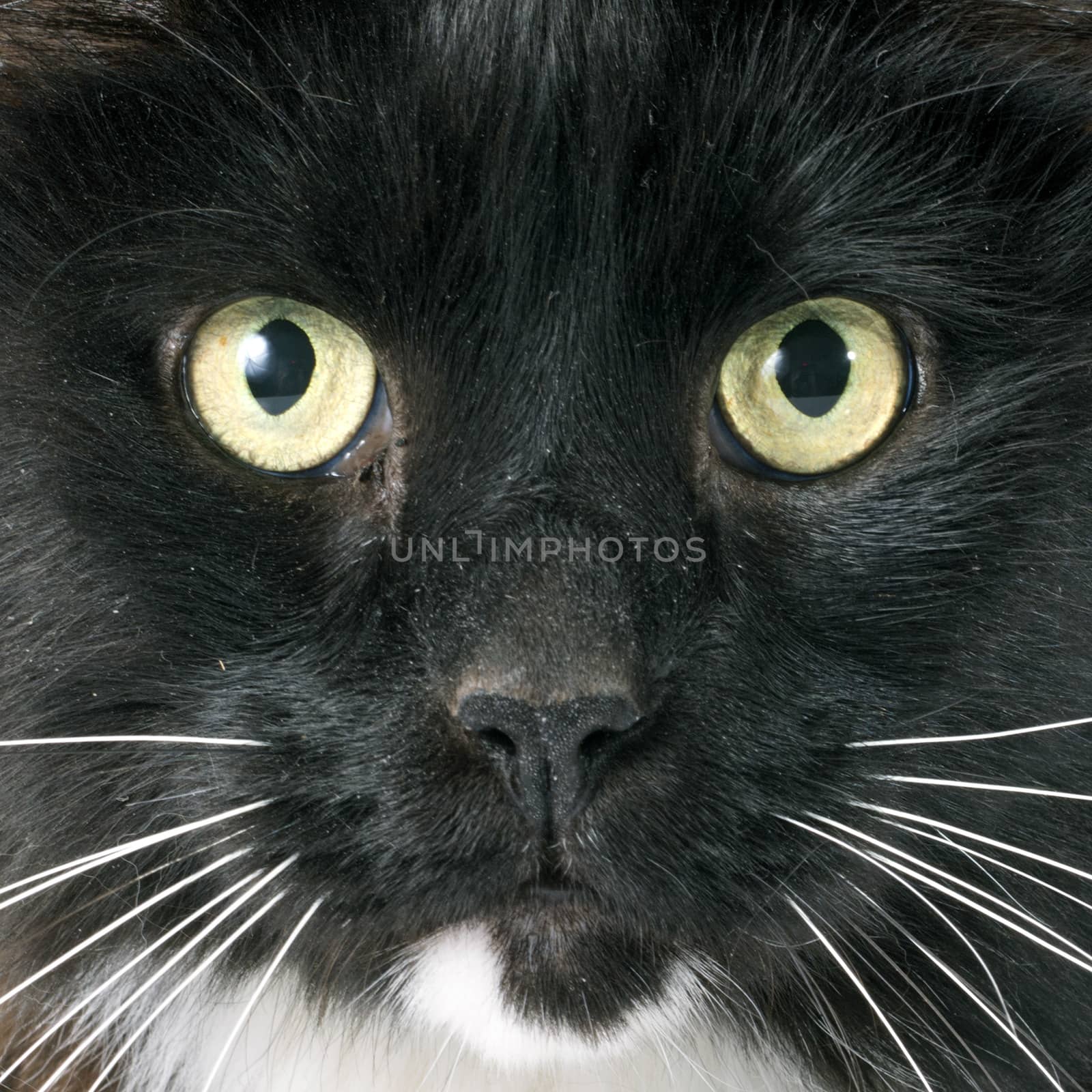 black cat in front of white background