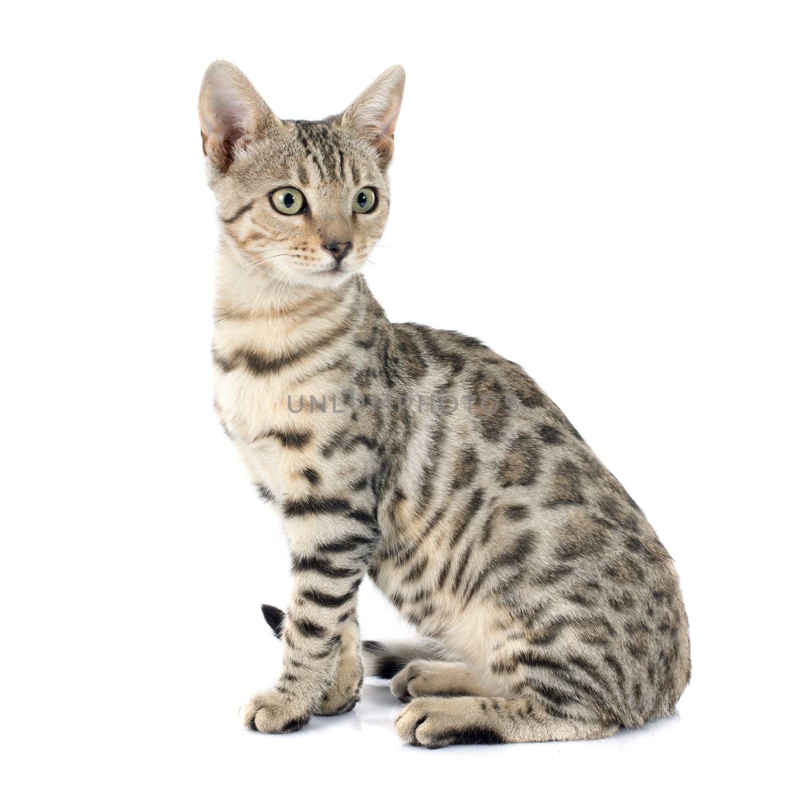 portrait of a purebred  bengal cat on a white background