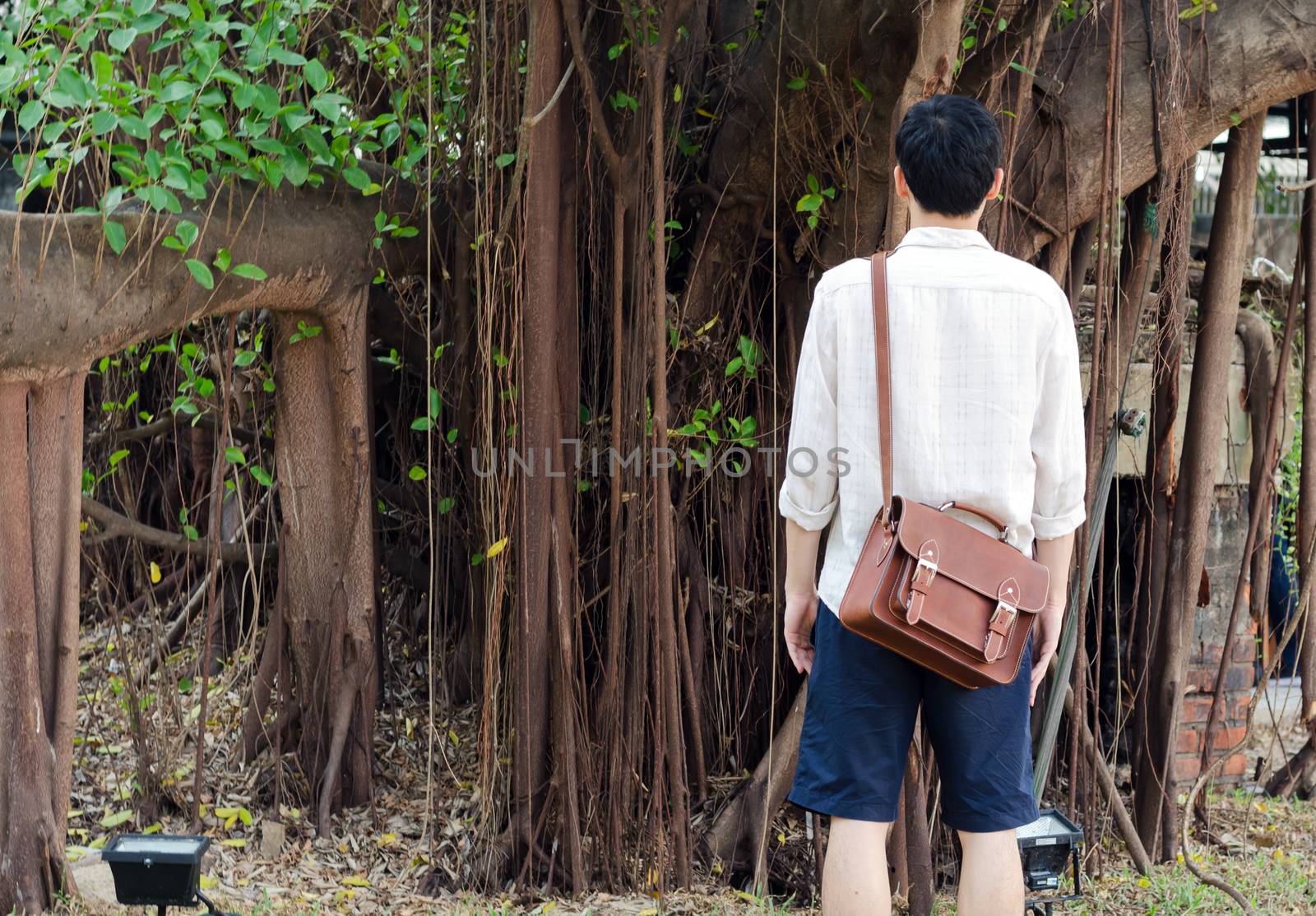 Back of fashionable young man with leather bag, Banyan tree background