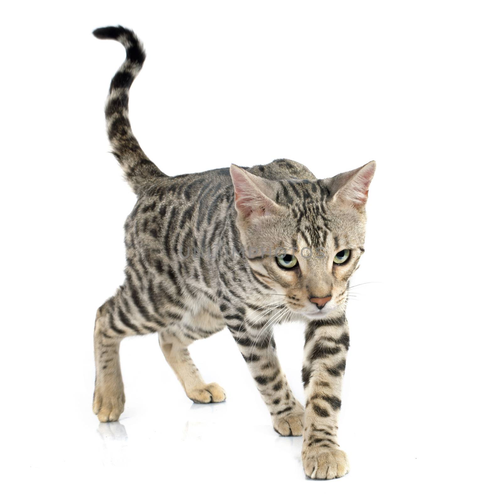 portrait of a purebred  bengal cat on a white background