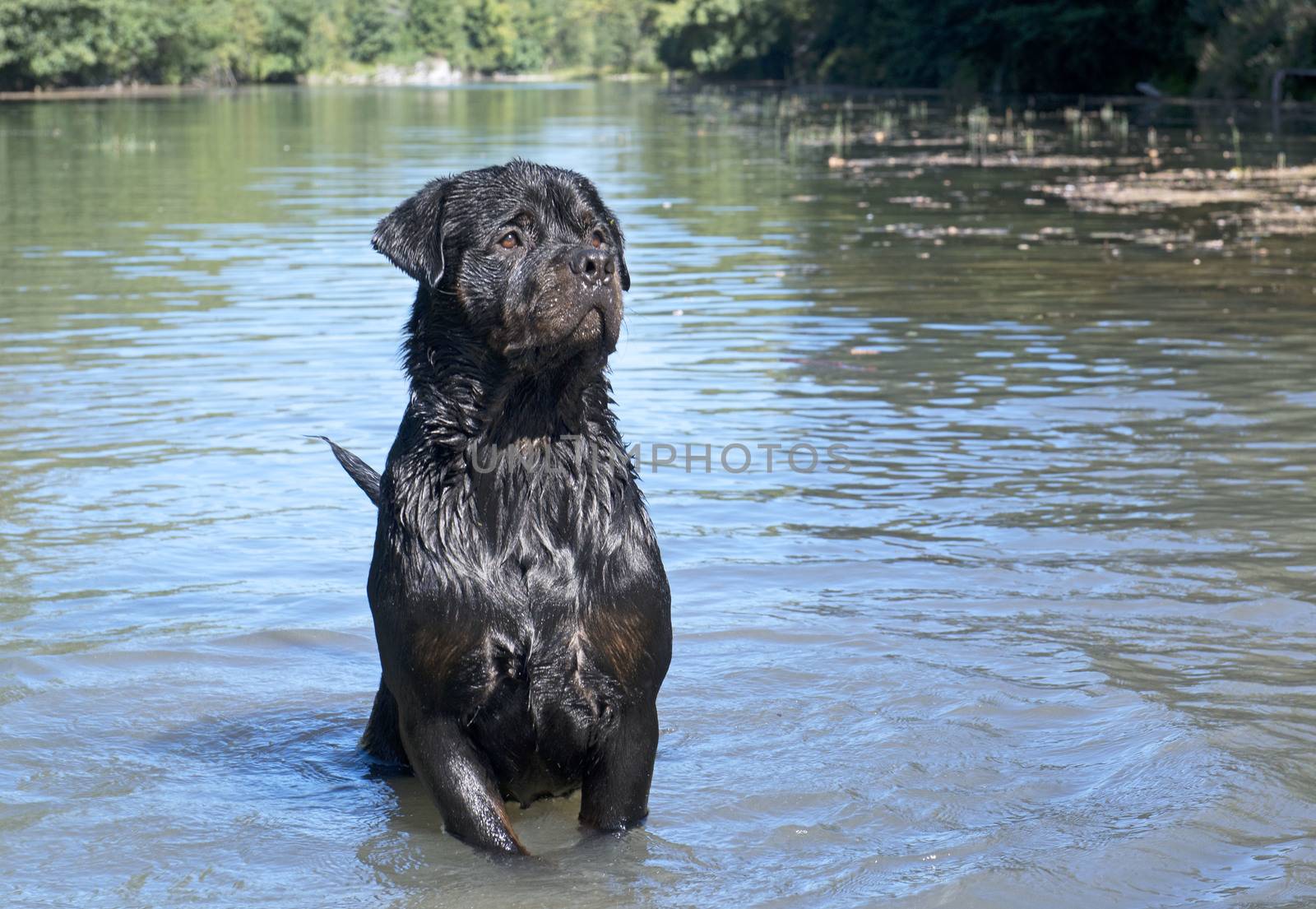 swimming rottweiler by cynoclub