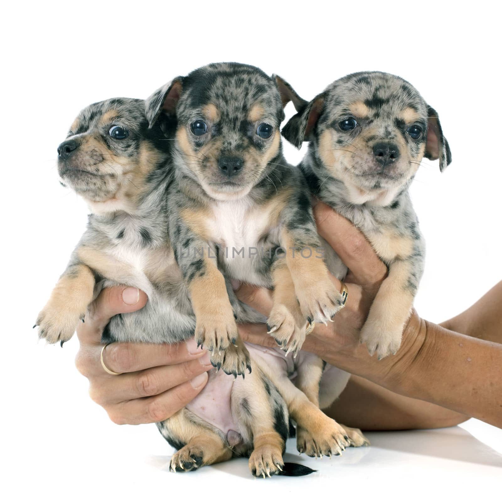 puppy chihuahua in front of white background