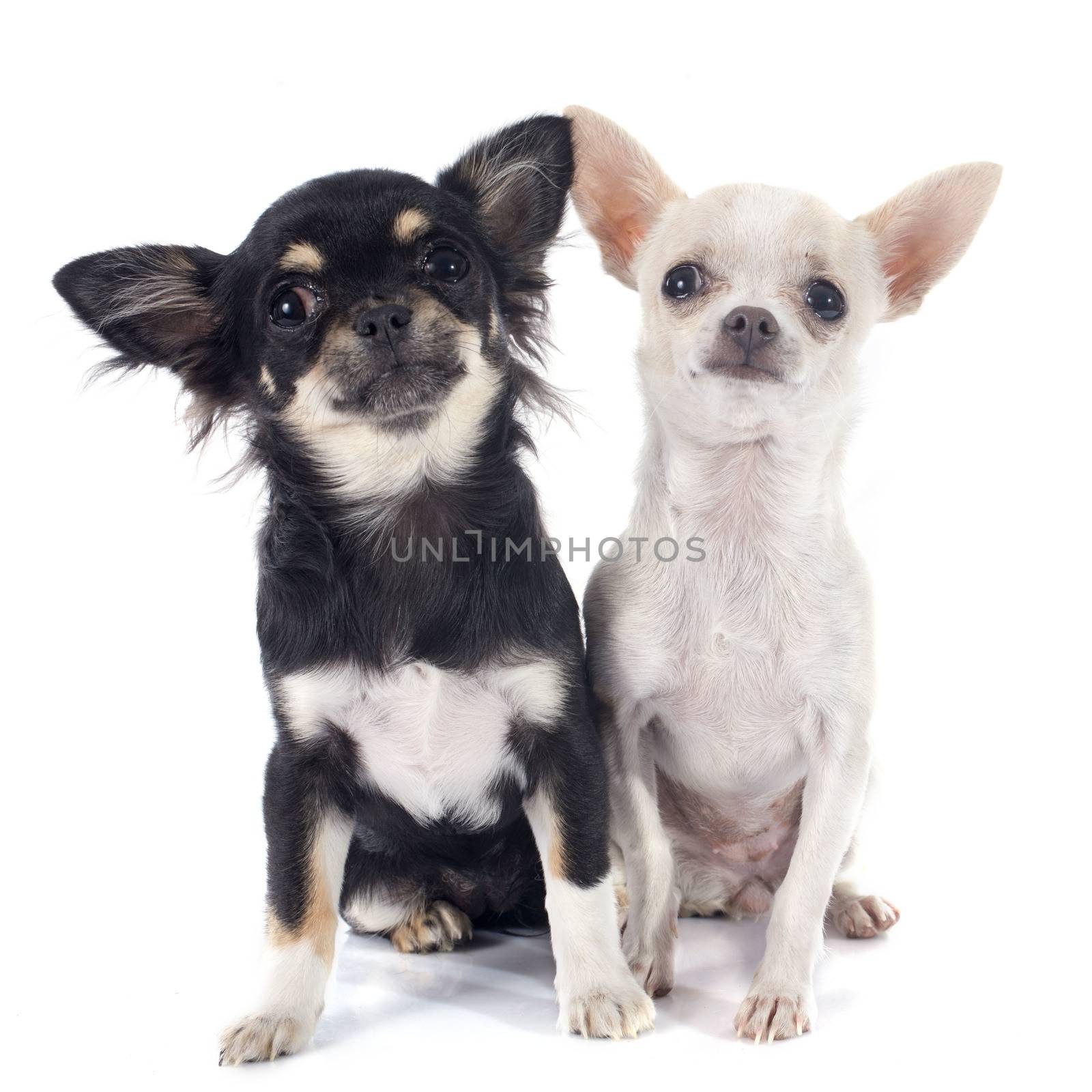 puppies chihuahua in front of white background