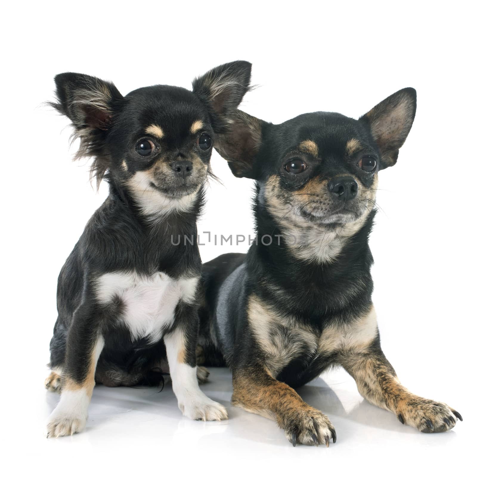 puppy and adult chihuahua in front of white background