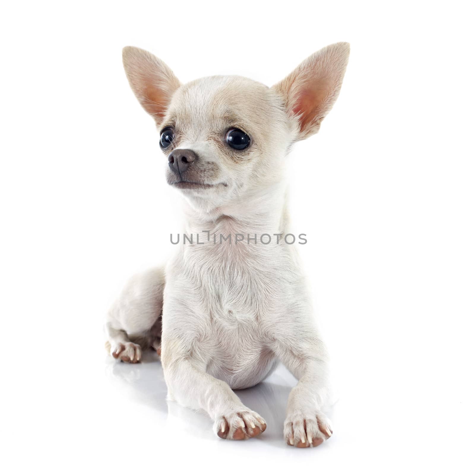 puppy chihuahua by cynoclub