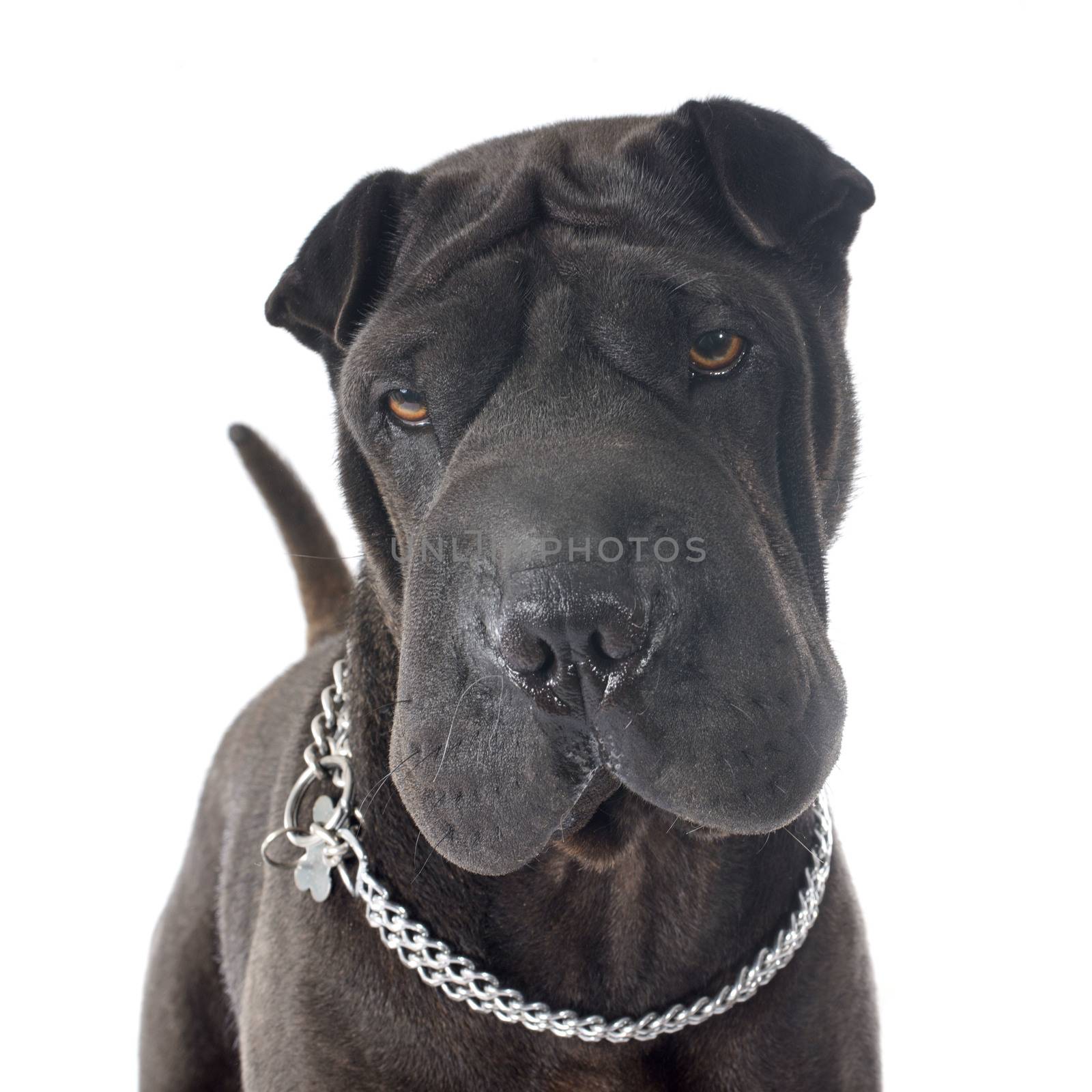 female shar pei in front of white background