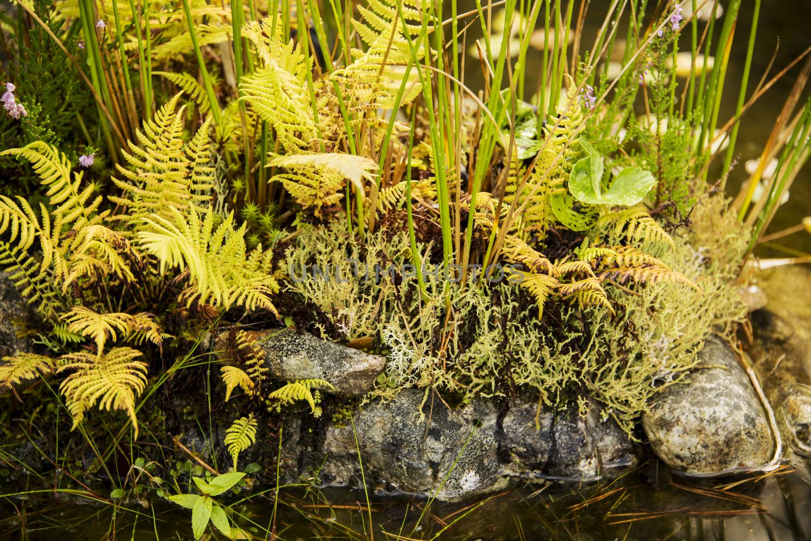Vegetation by the pond with ferns, moss, reed and rocks