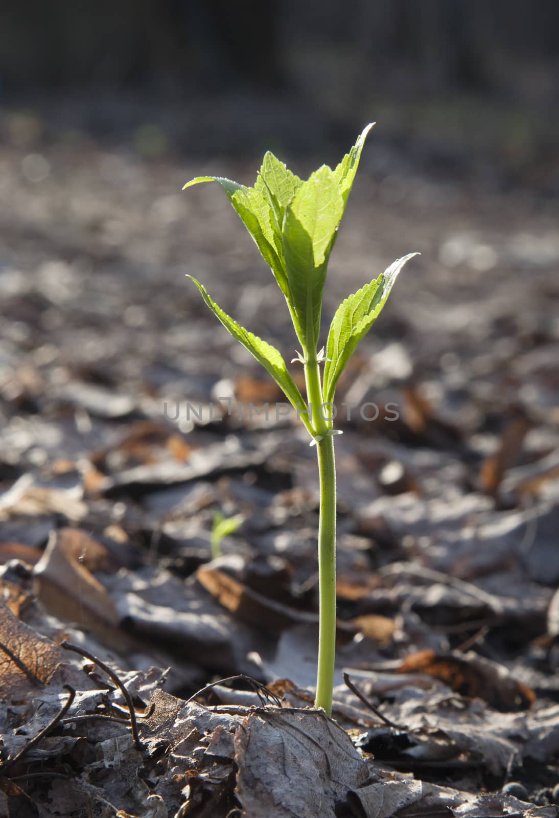 The close-up of a sprout in the spring
