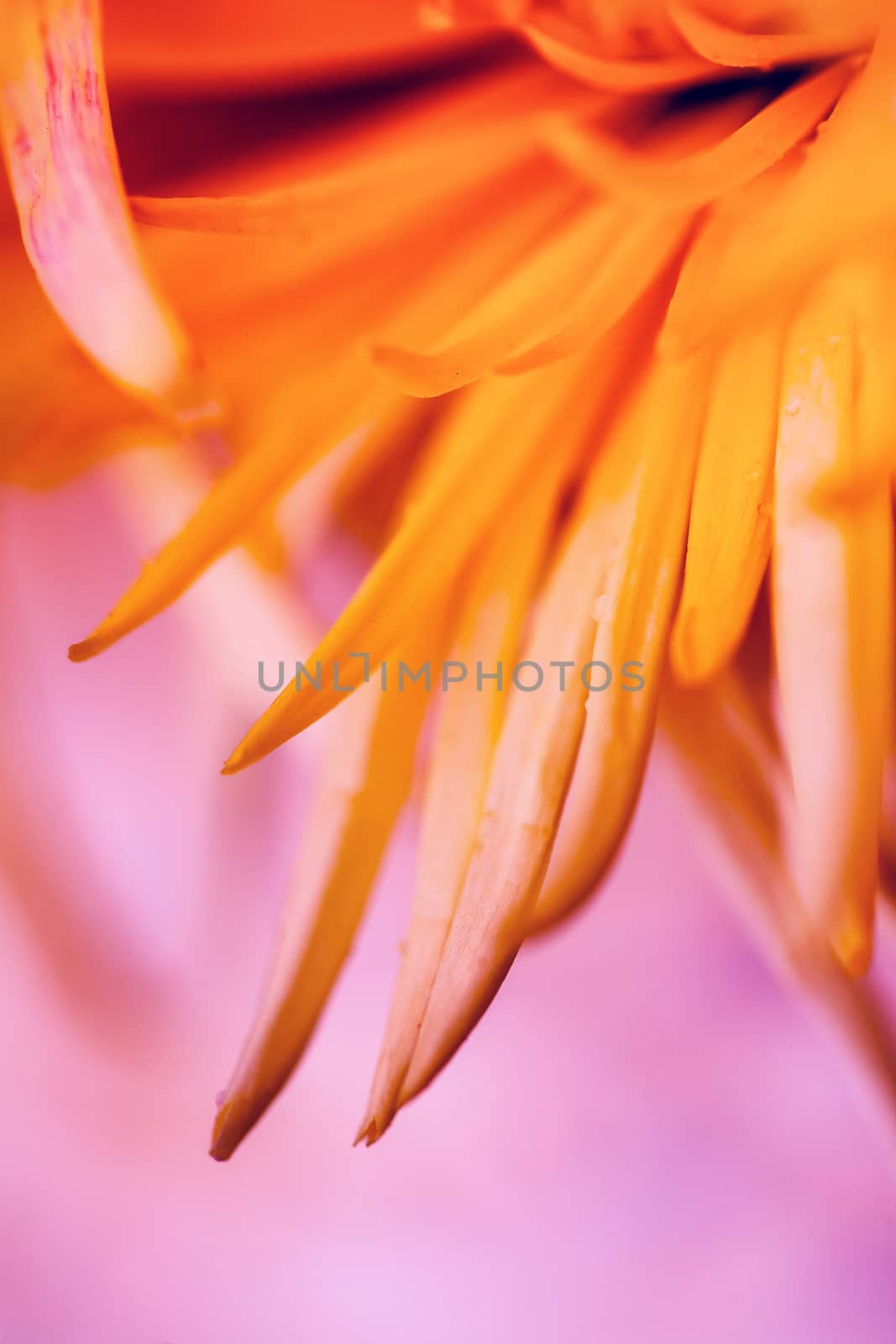 Close up of flower, shallow DOF artistic toned photo with space for text