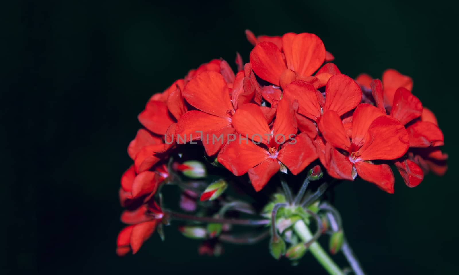 Close up of flower, shallow DOF by Lizard