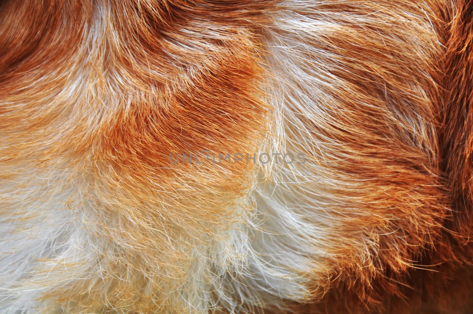 texture hair silky, smooth and multicolored dog