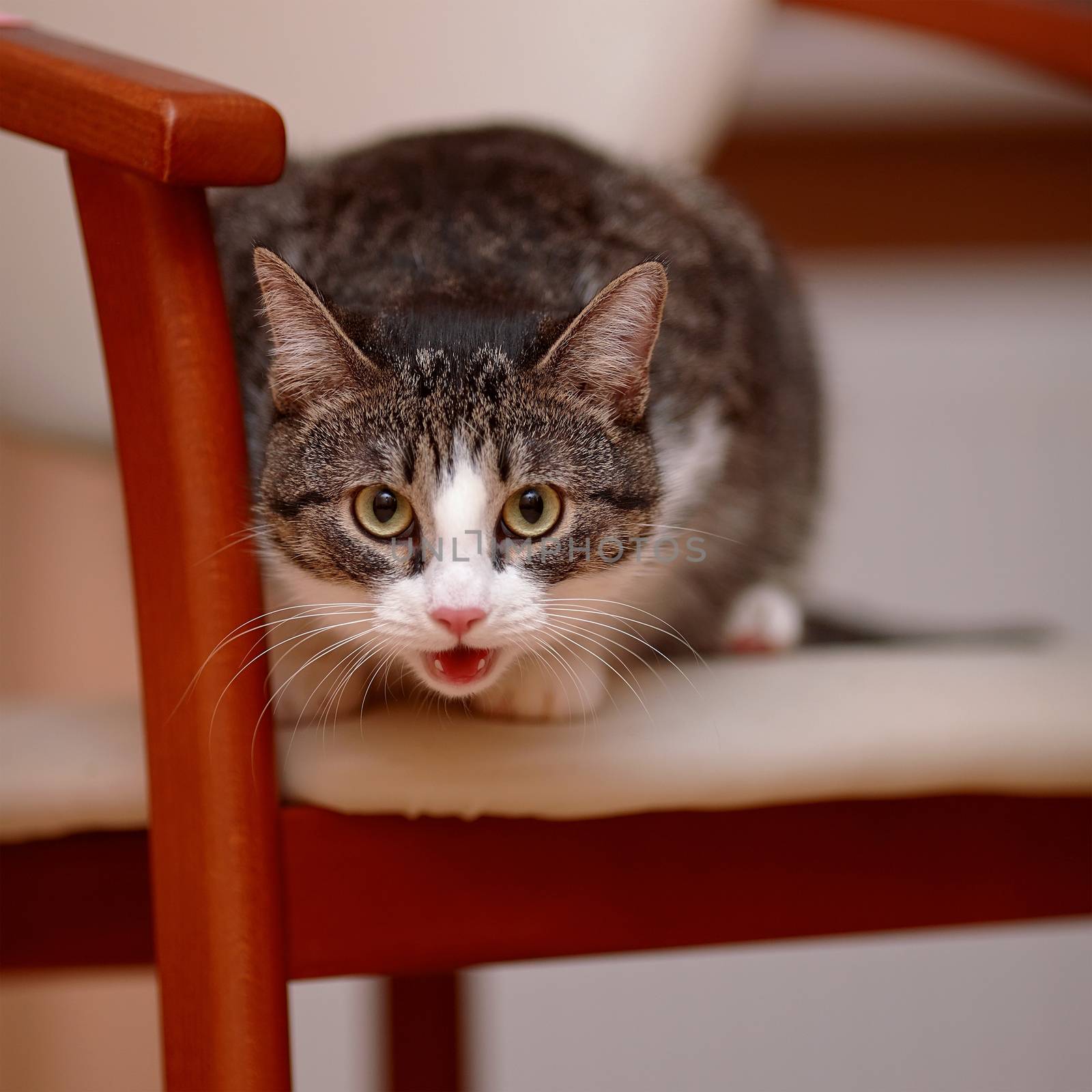 Striped with white the cat sits on a chair. by Azaliya