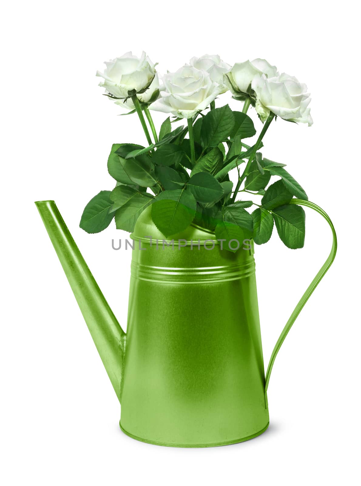 Green retro watering can with bunch of white roses
