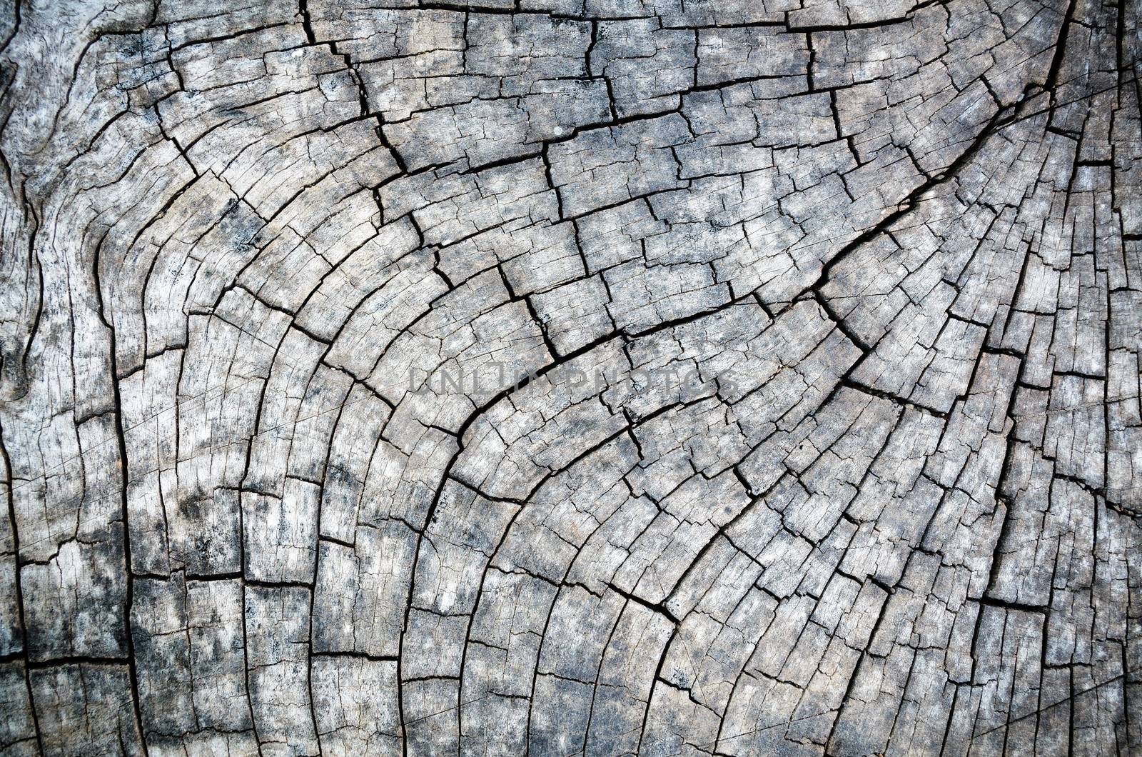 Old wood texture with black and white of the outdoor stump