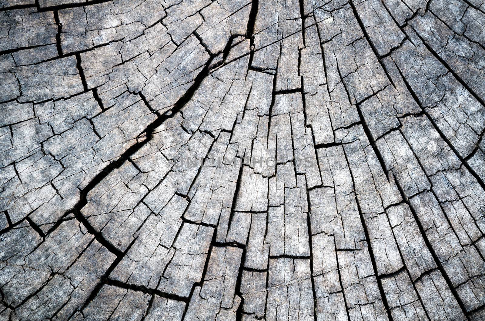 Old wood texture with black and white of the outdoor stump