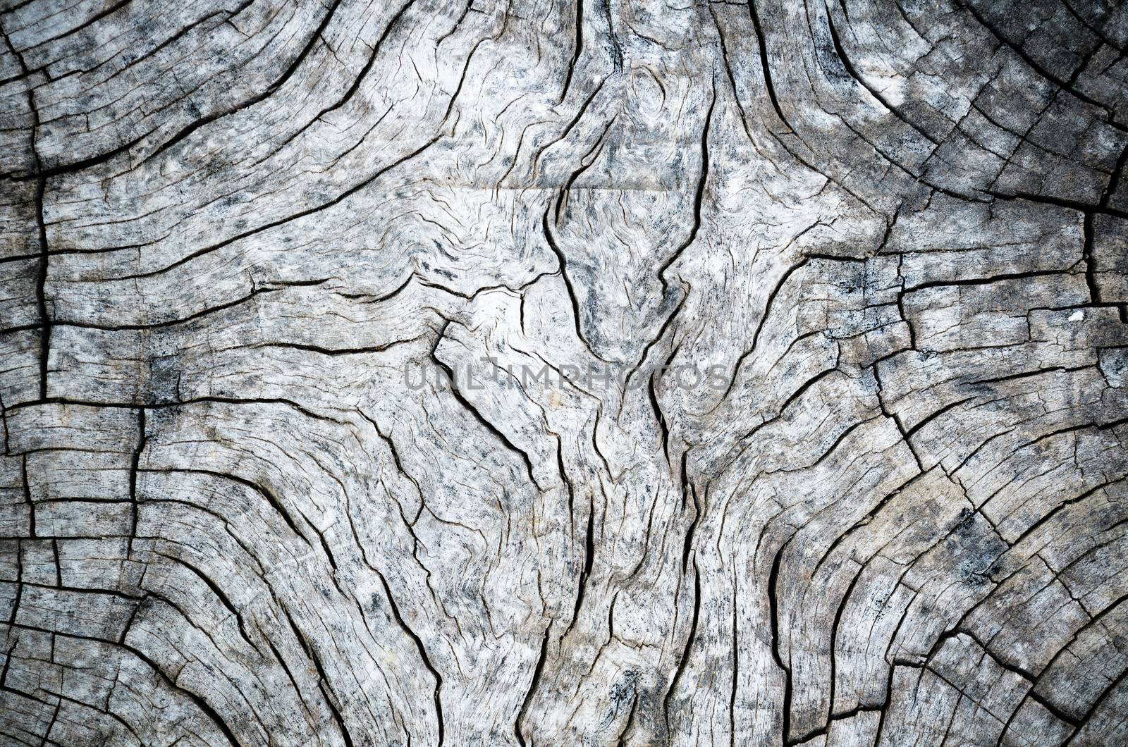 Old wood texture with black and white of the outdoor stump