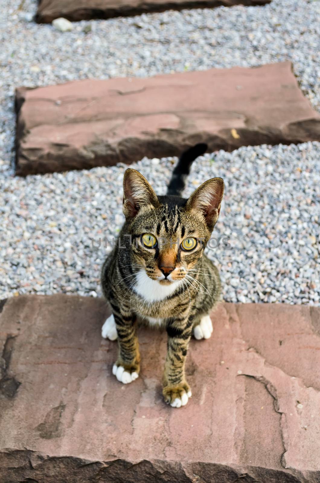 Kitten tiger stripes sat staring with suspicion