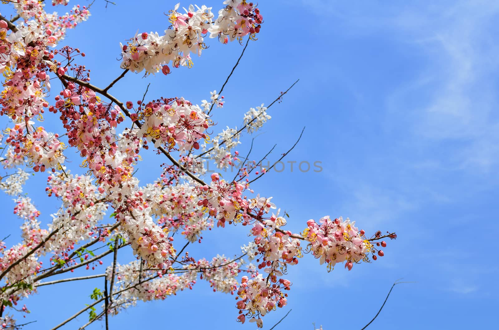 Cassia bakeriana Craib, Beneath pink flowering tree similar sakura in Thailand
