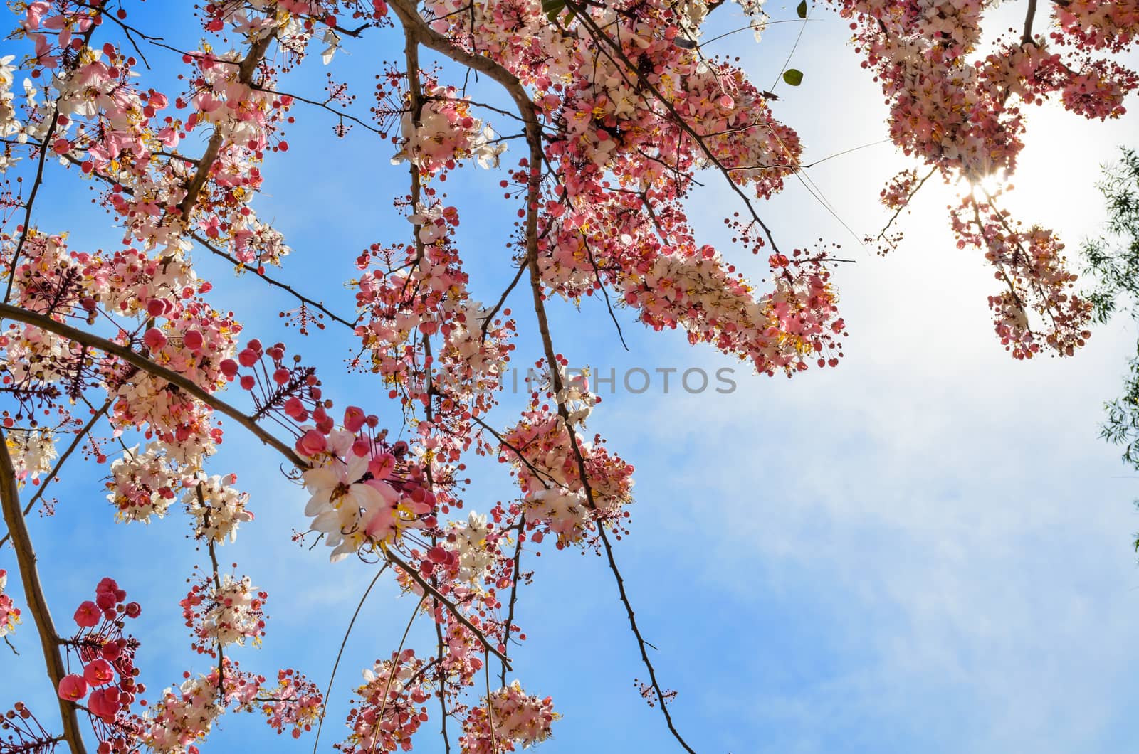 Cassia bakeriana Craib, Beneath pink flowering tree similar sakura in Thailand
