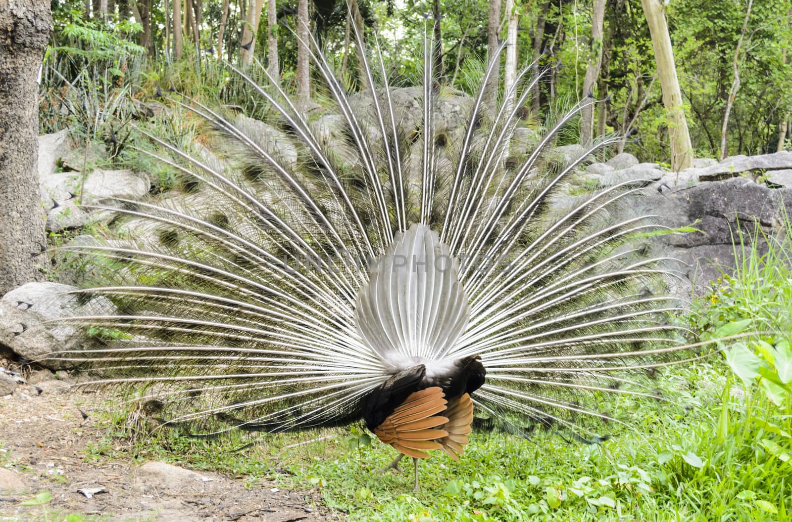 Back of male peacock display attract mate at grass in forest