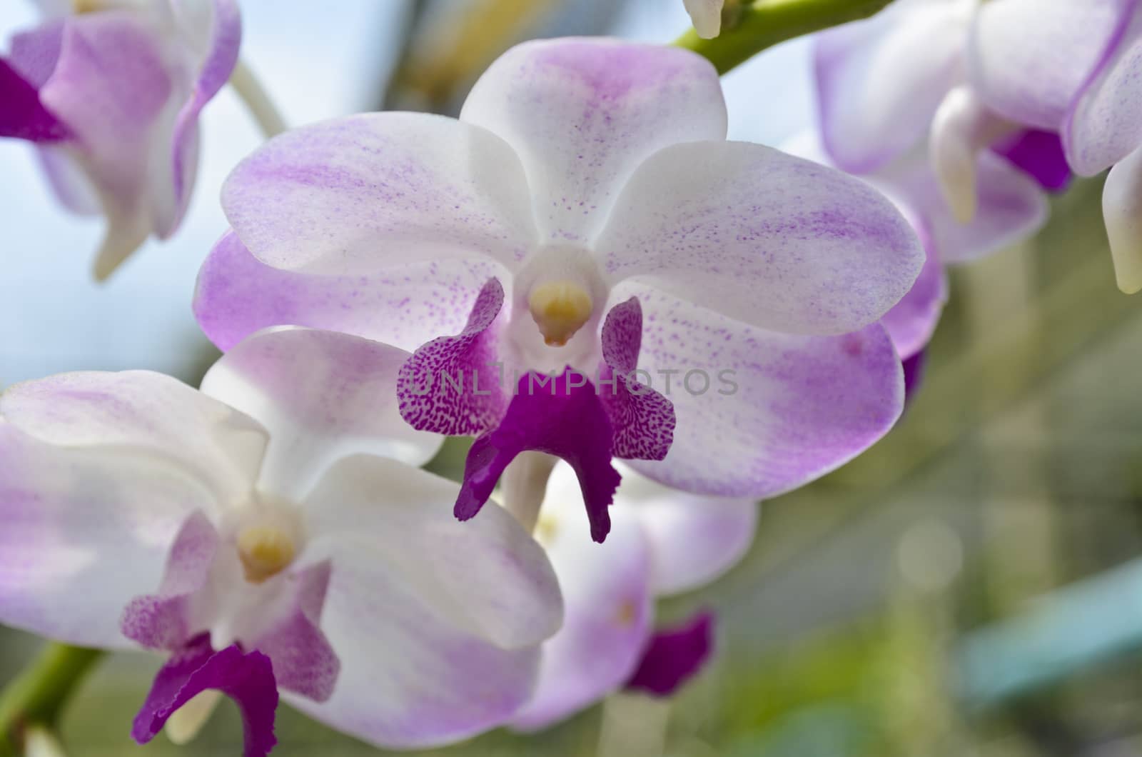 Dendrobium orchid hybrids is white and pink stripes in Thailand