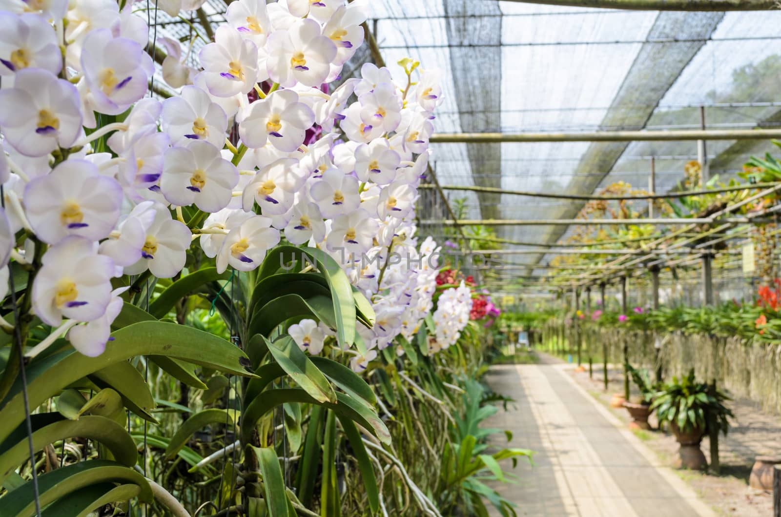 White orchids flower on pot in plantation of Thailand