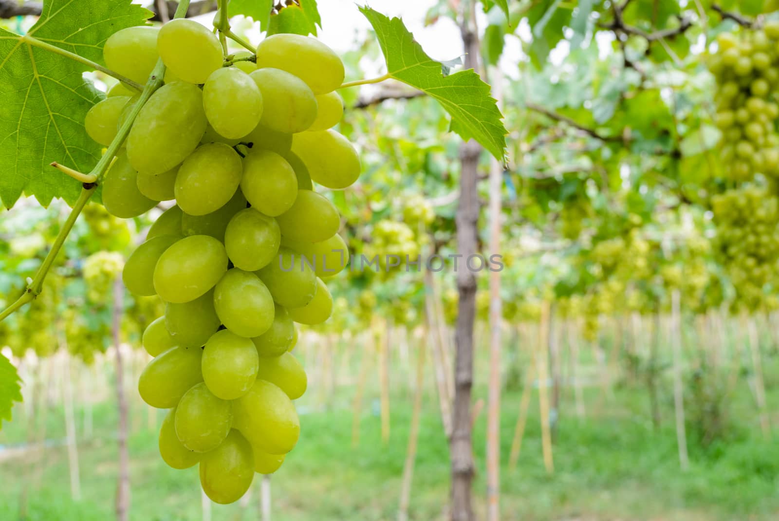 Fresh green grapes on the tree in a farm of Thailand