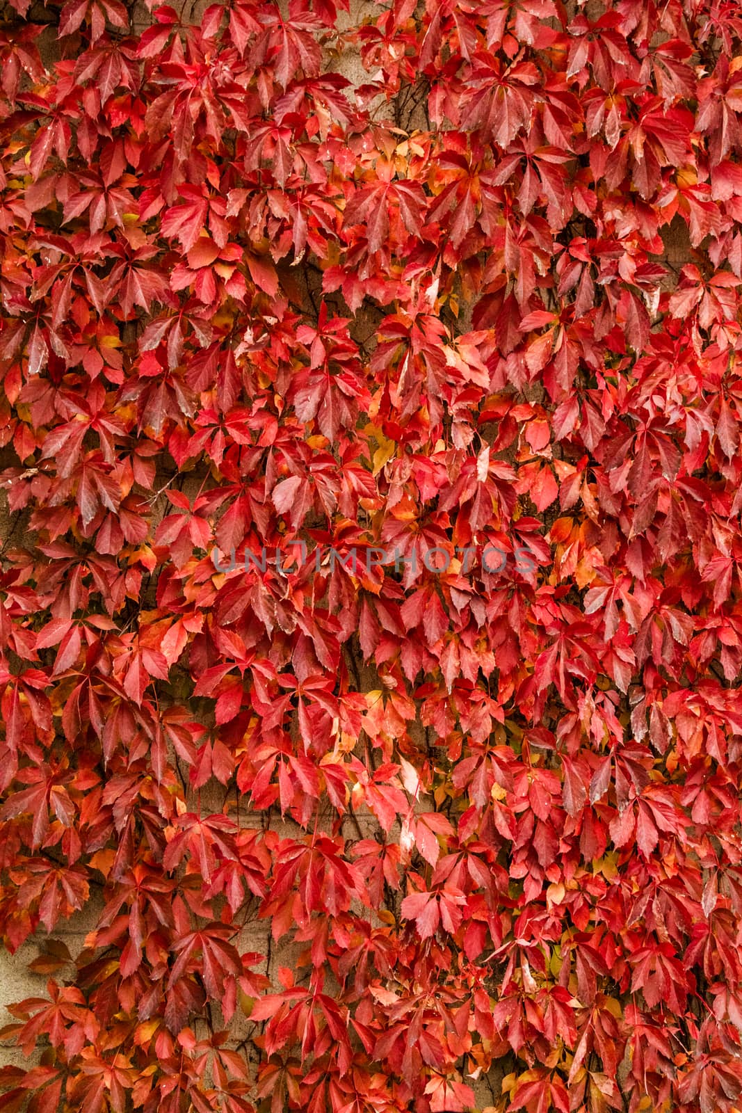 Autumn Vine Leaves Background Texture on a Outdoor Wall