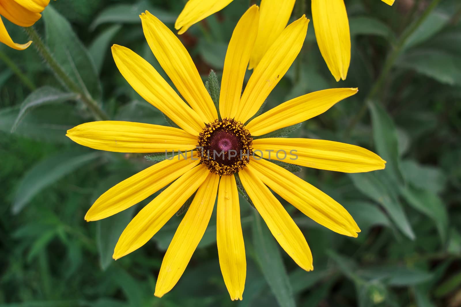 wild flowers in the park