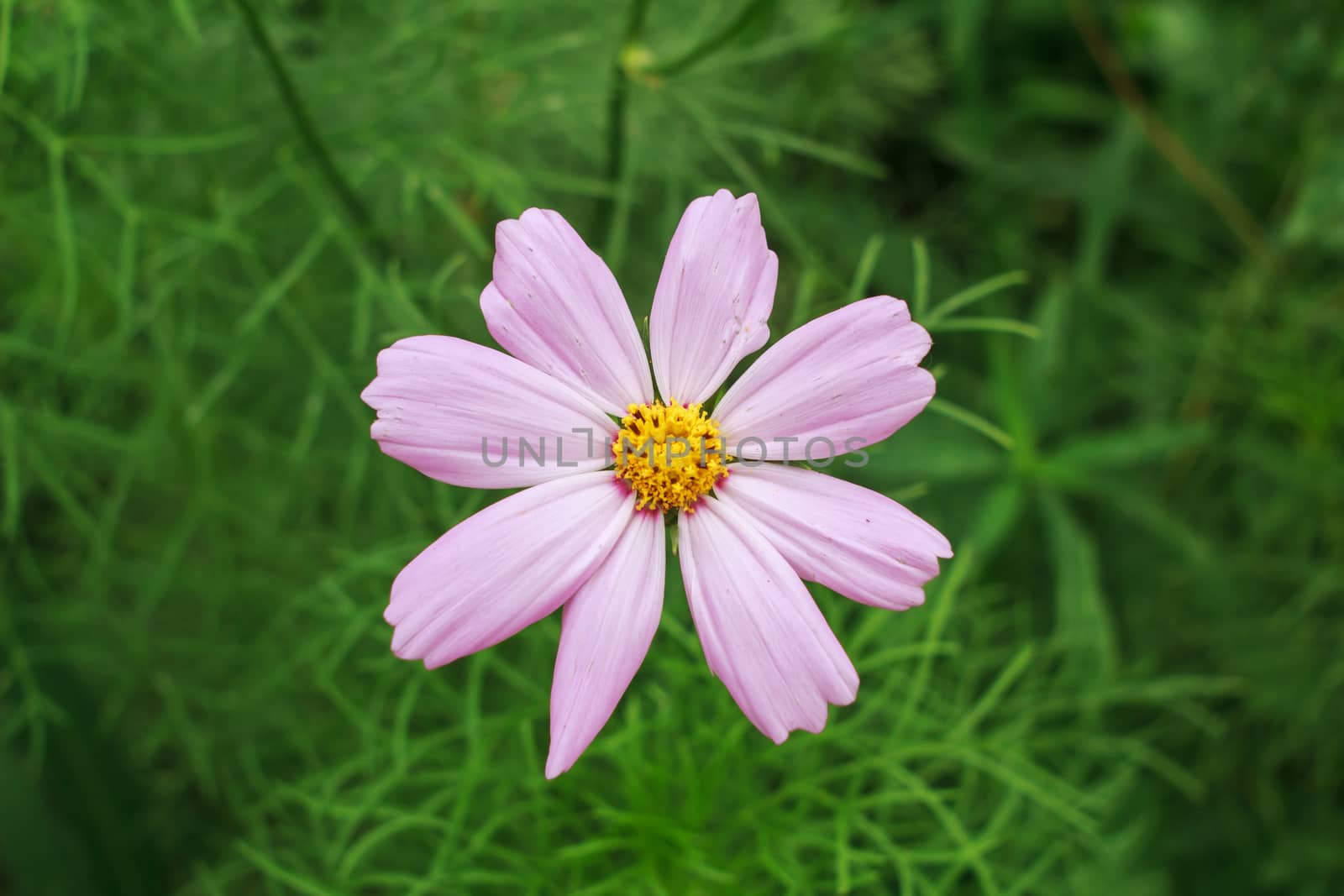 wild flowers in the park
