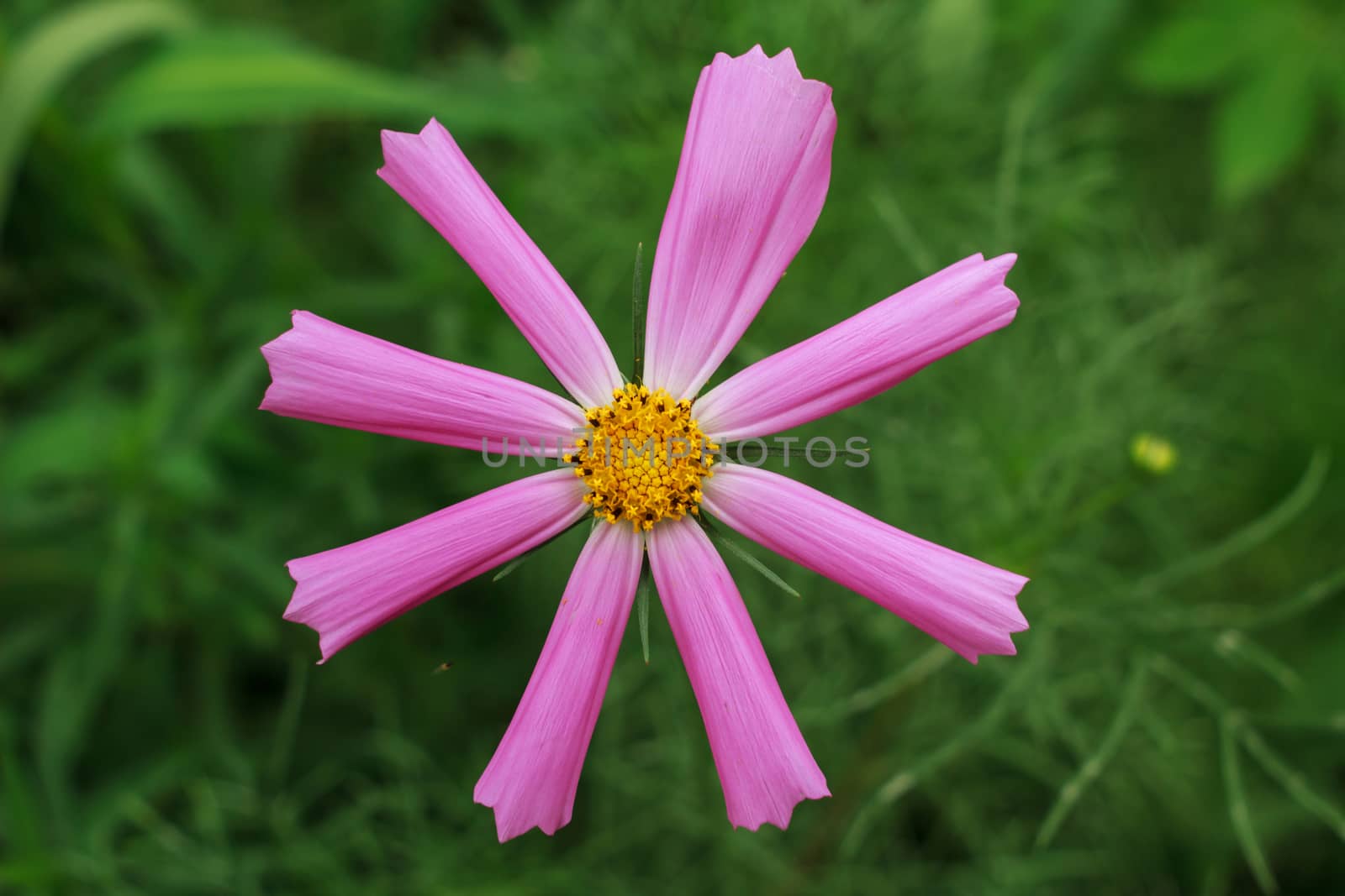 wild flowers in the park
