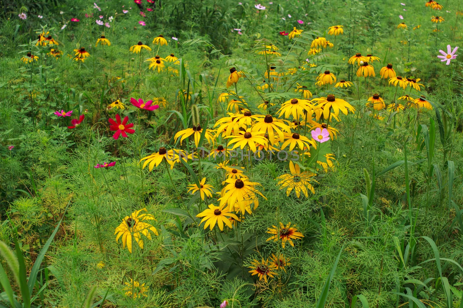 wild flowers in the park