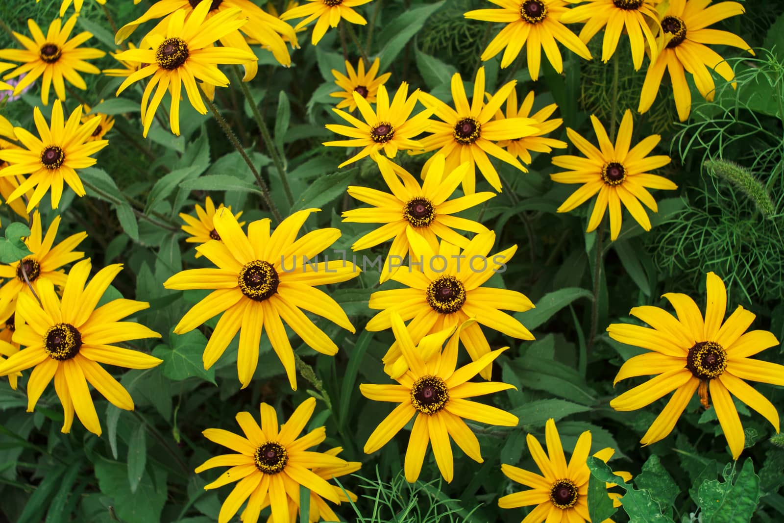 wild flowers in the park
