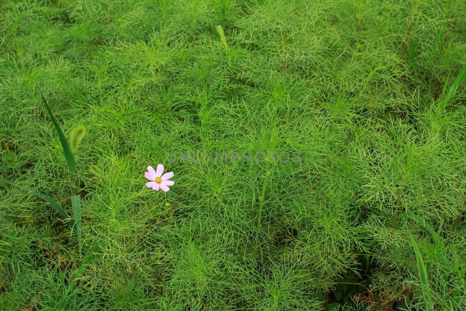 wild flowers in the park