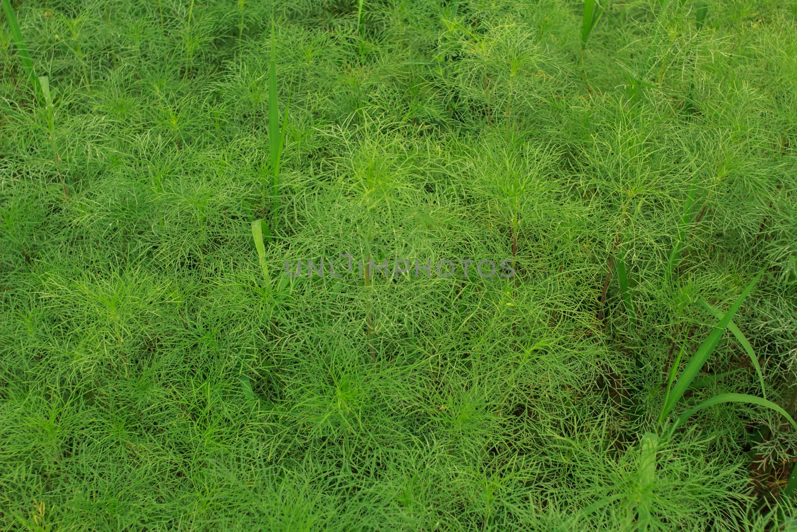 wild grass in the park