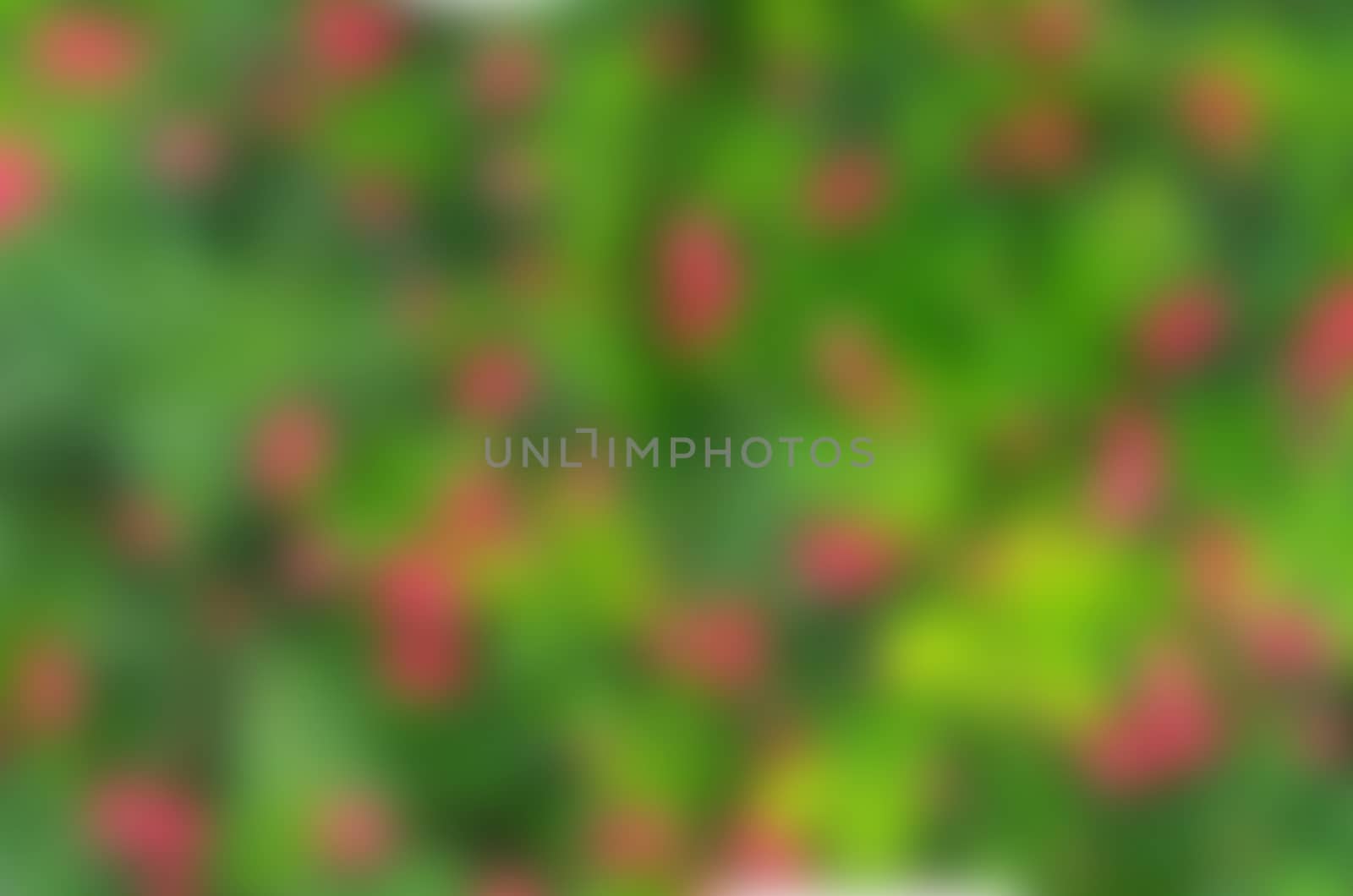 Blur green leaves and little red flower background .