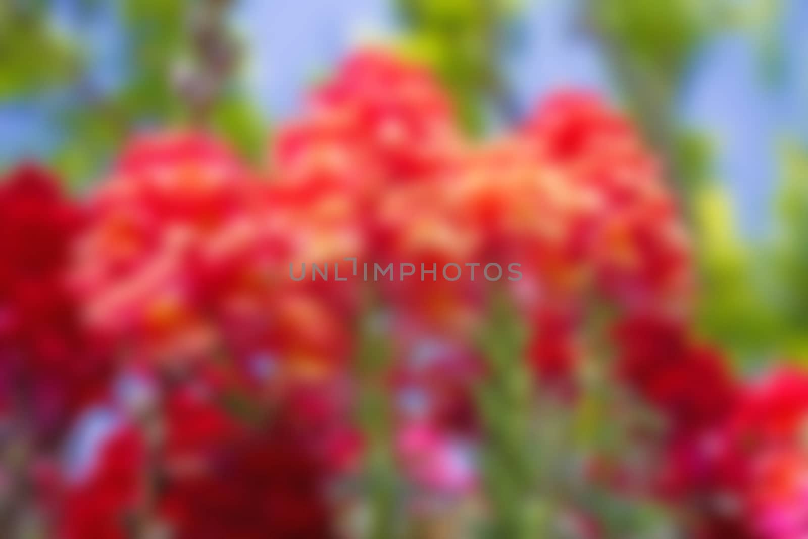 Red flowers on beautiful bokeh background.