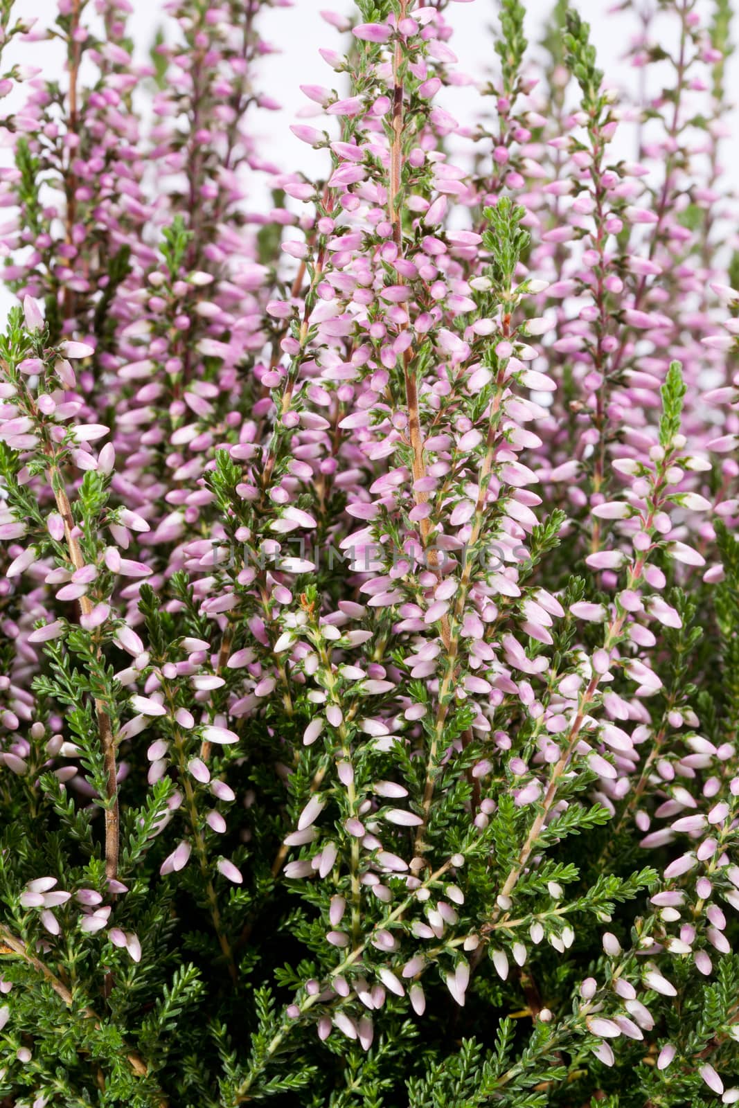 blooming flowers of lilac calluna