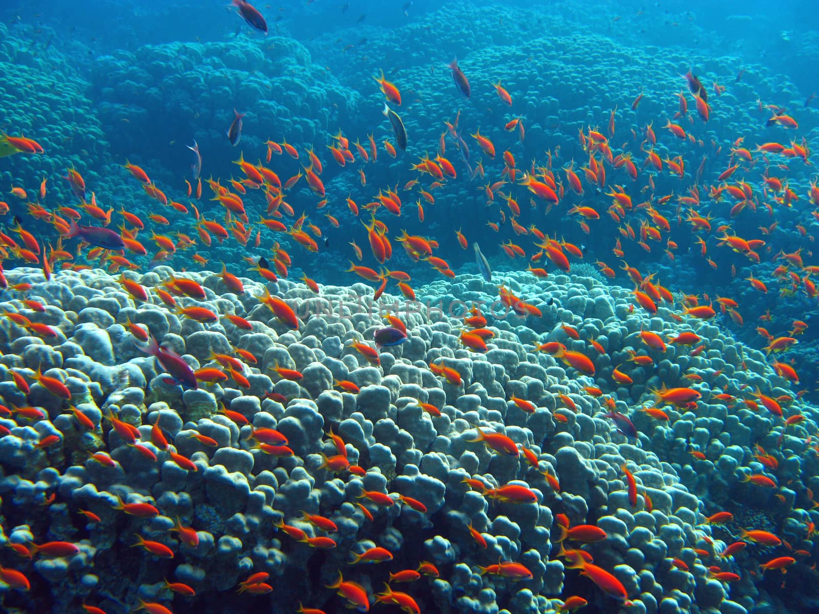 coral reef with great hard coral  shoal of anthias by mychadre77