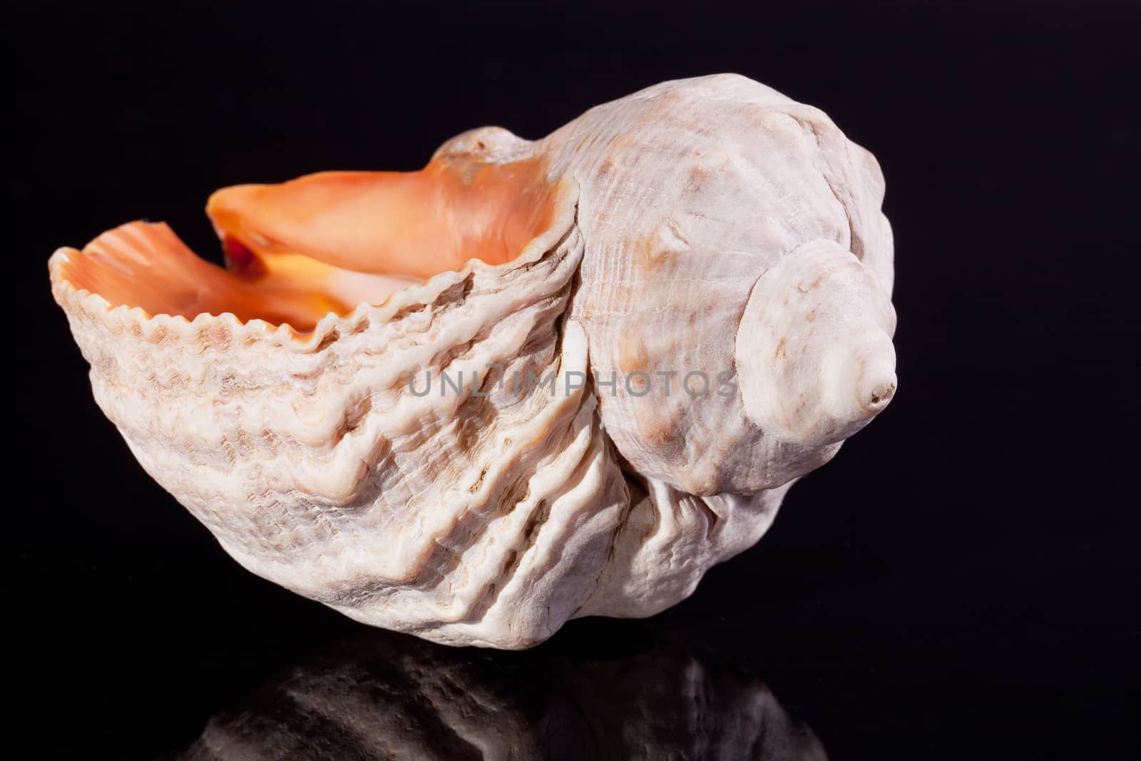 single great seashell isolated on black background