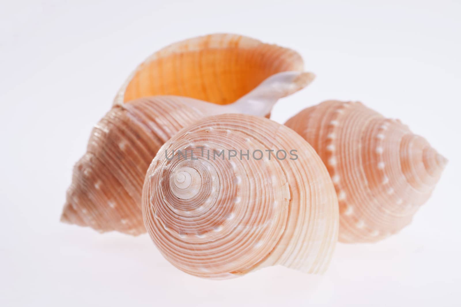 some of sea shells isolated on white background close up by mychadre77