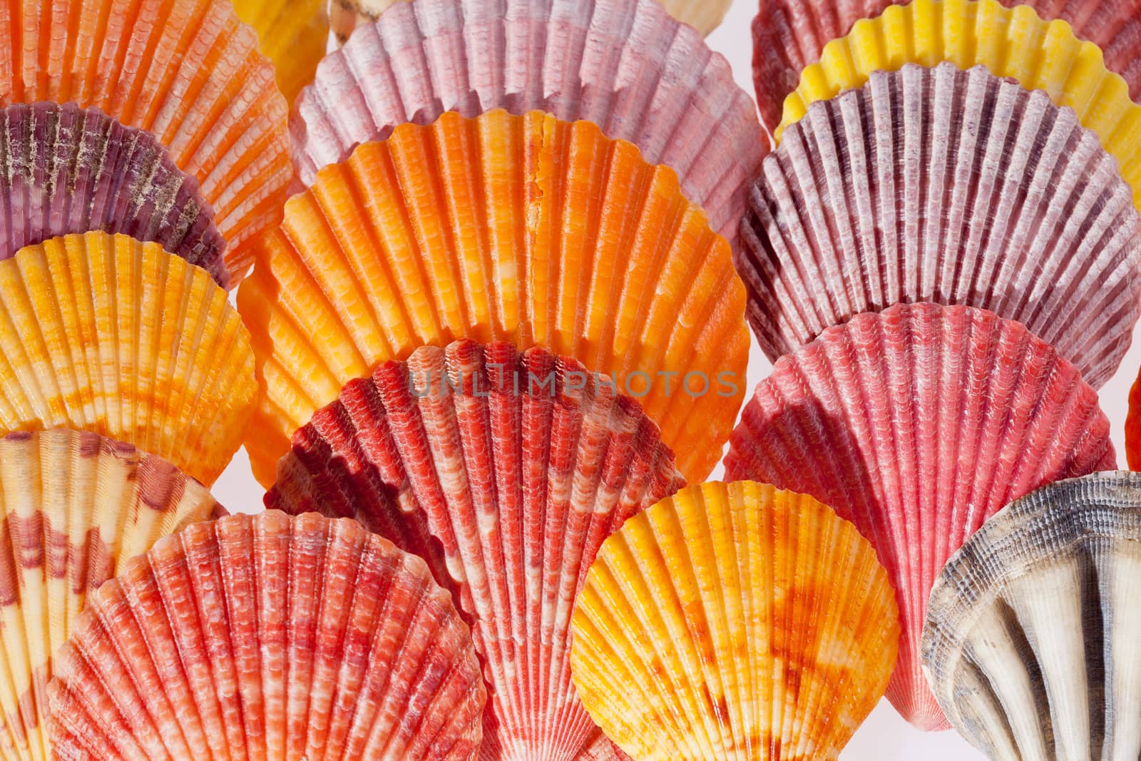 collection of various colorful seashells on black  background