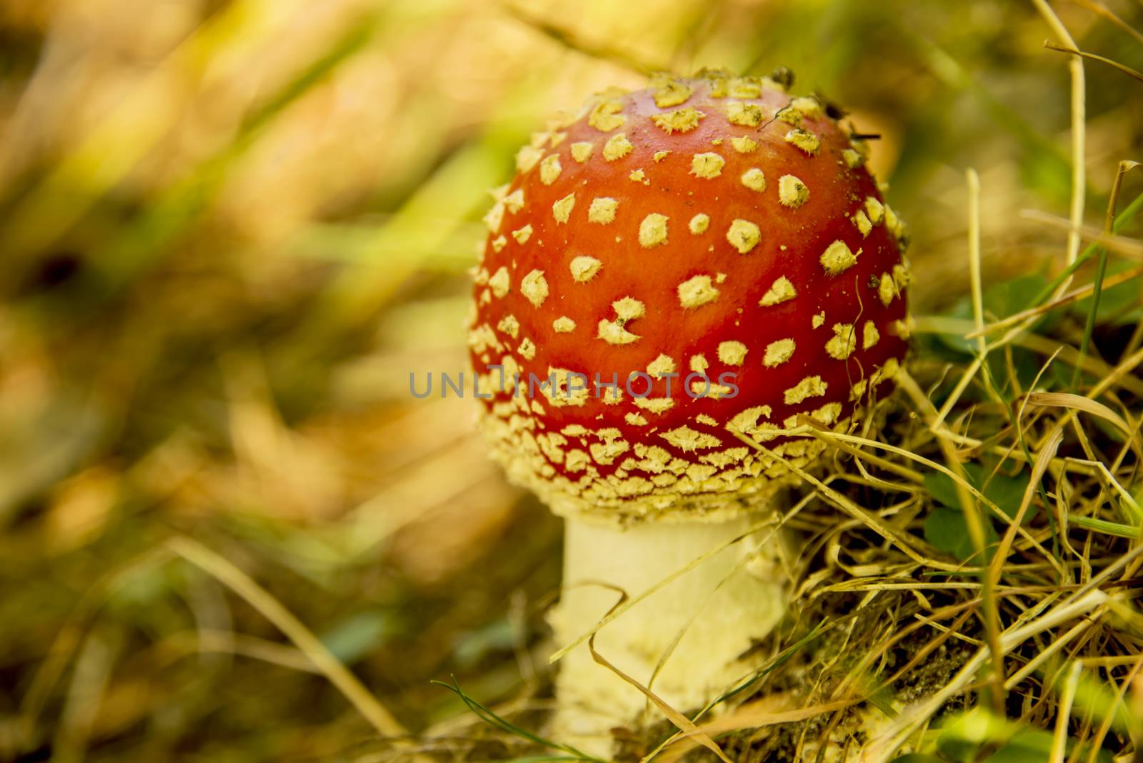 A small red fly agaric in the forest