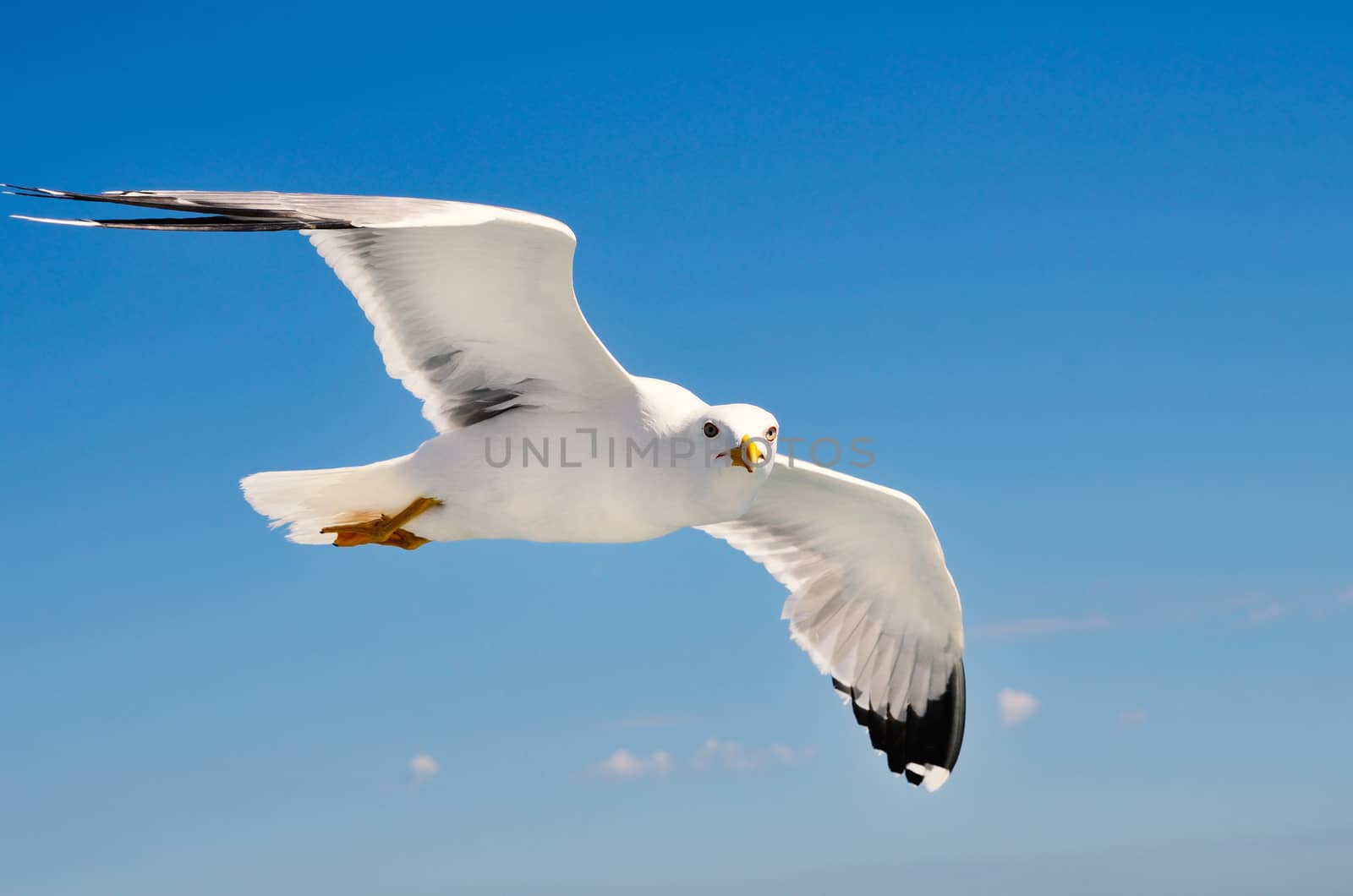 White seagull soaring in the blue sky