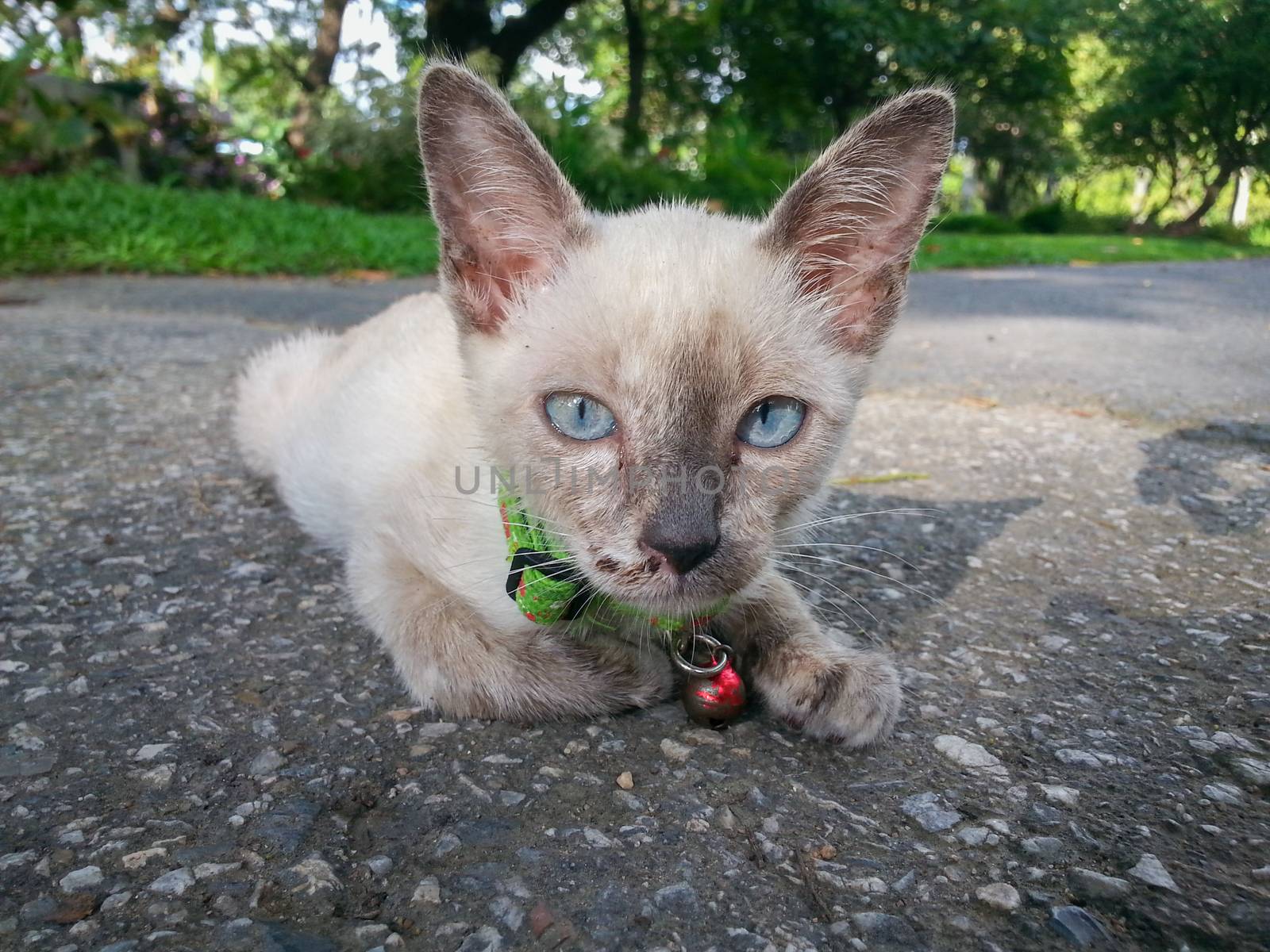 Cute cat enjoying his life ,available light .